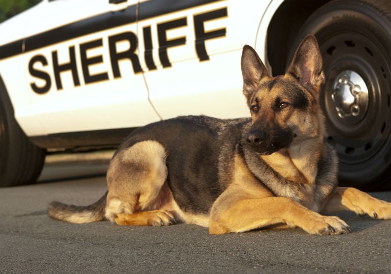what are k9 dogs used for