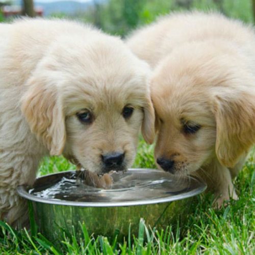 can 3 month old puppies drink milk