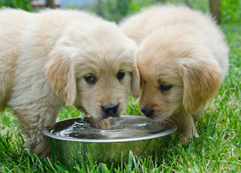 should i limit my dogs water intake