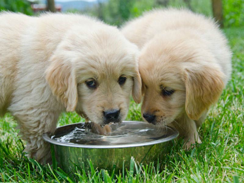 how do i get my puppy to drink water