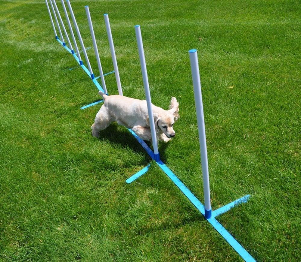 How to build your own dog obstacle course