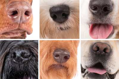 Does My Dog Love Me? This 100% Fun Pet Quiz Revels It - Quiz Expo