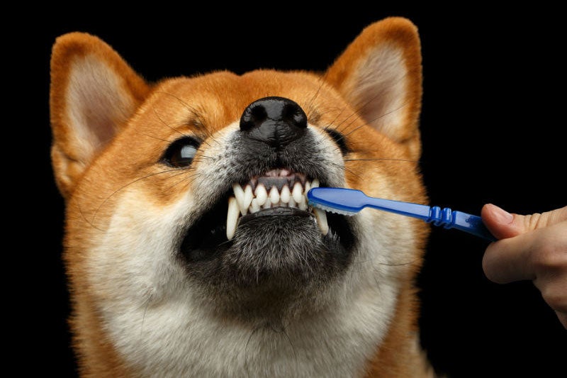 what do you brush a puppy teeth with