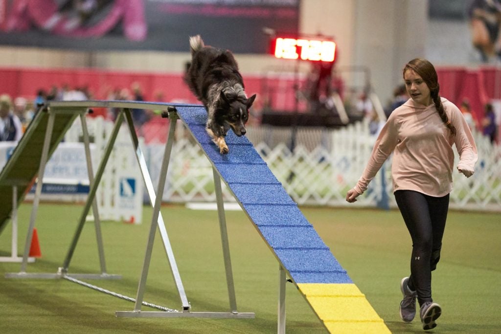 How Do Dog Agility Competitions Work? American Kennel Club