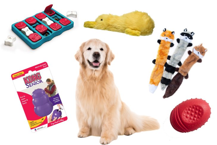 https://www.akc.org/wp-content/uploads/2017/10/Best-toys-and-games-for-senior-dogs.png