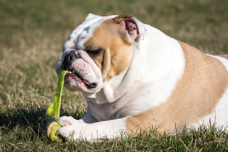 are tennis balls poisonous to dogs