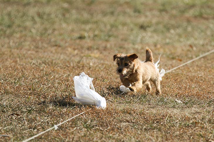 Coursing Ability Test (CAT) – American Kennel Club