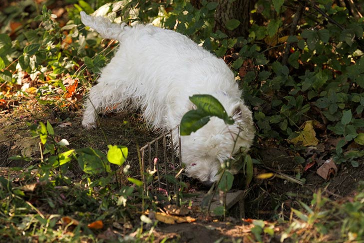 what is an earth dog