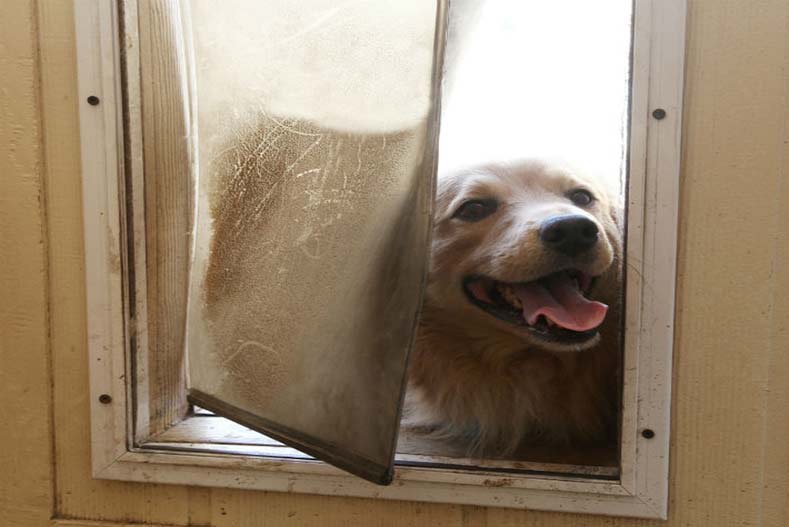 do dog doors let other animals in
