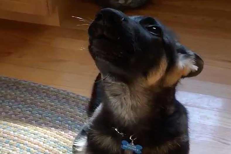 how to make a german shepherd howl