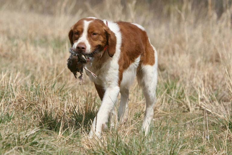 Pointing Breed Hunt Tests American Kennel Club
