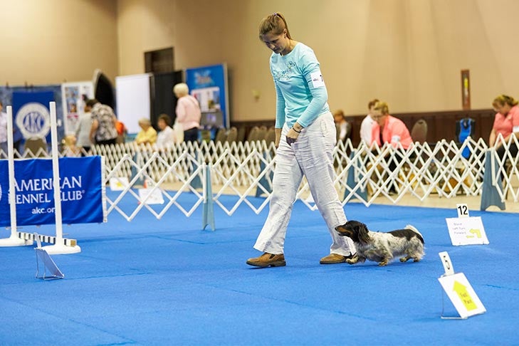 The National Dog Show showcasing top canine talents in year xx