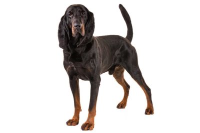 are montenegrin mountain hound hypoallergenic