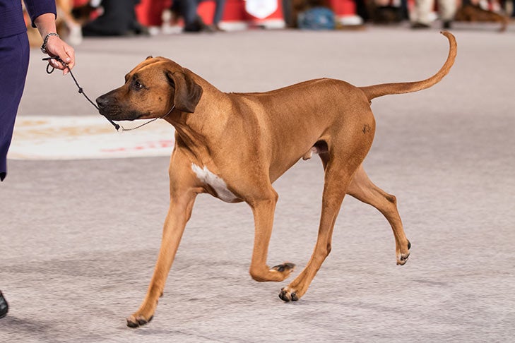 Rhodesian Ridgeback: 10 Facts About These South African Hounds