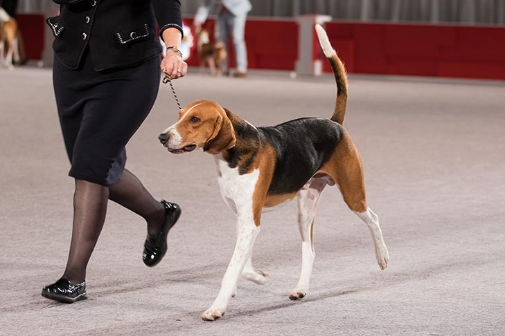 are american foxhounds friendly or dangerous to strangers