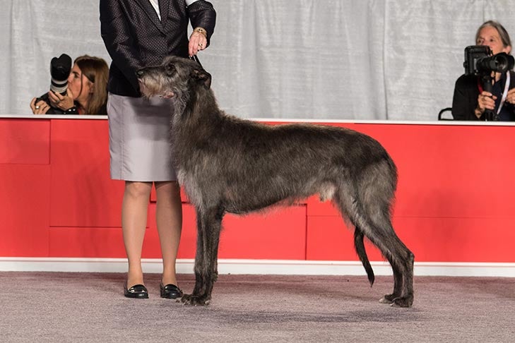 Owner-Handled Group First and Owner-Handled Best of Breed: GCH CH Kininvie D'Lux JC CGC (Vinnie), Scottish Deerhound; National Owner-Handled Series Finals lineup at the 2016 AKC National Championship presented by Royal Canin in Orlando, FL.