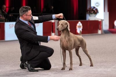 can weimaraner be red