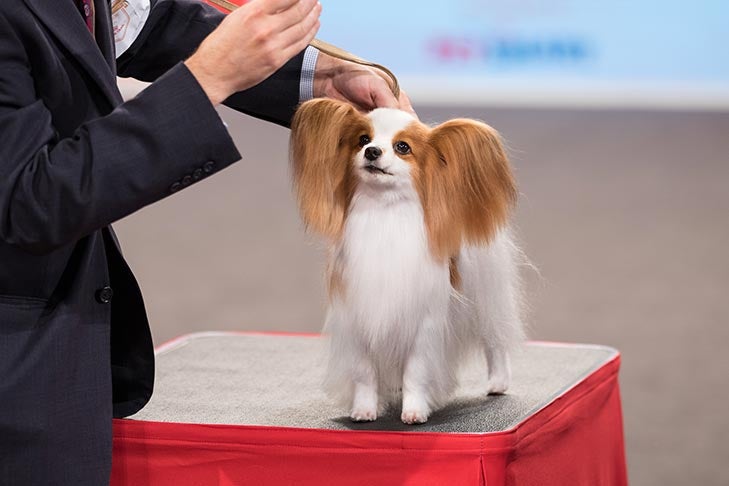 Best of Breed: GCHP CH Involo Wanna Be Startin' Somethin', Papillon; Toy Group judging at the 2016 AKC National Championship presented by Royal Canin in Orlando, FL.