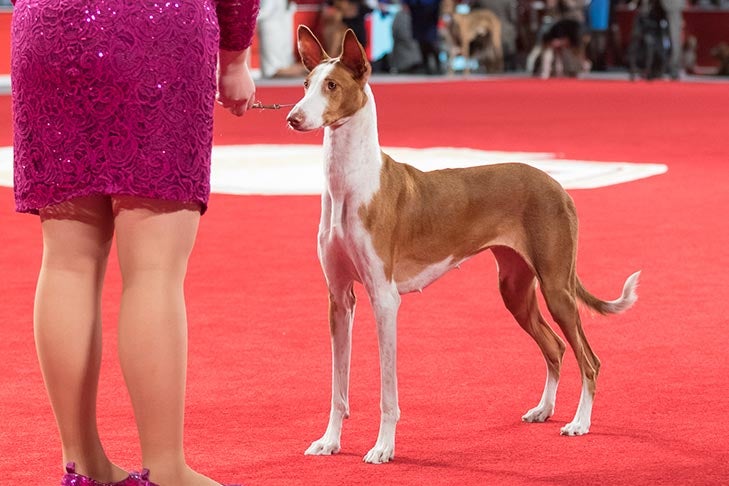 Best of Breed and Best Bred By in Breed/Variety: GCHS CH Abbaio Dream With Your Eyes Open SC, Ibizan Hound; 2017 AKC National Championship presented by Royal Canin, Orlando, FL.