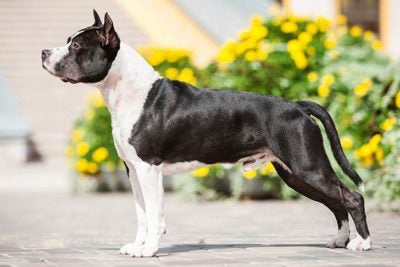 American Bully Dog Breed Complete Guide - A-Z Animals