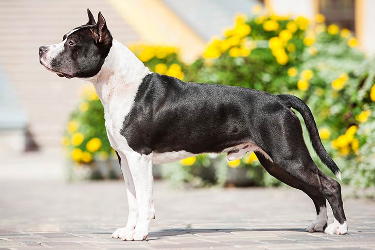 Breed information - American Staffordshire Terrier kennel Old Hickory