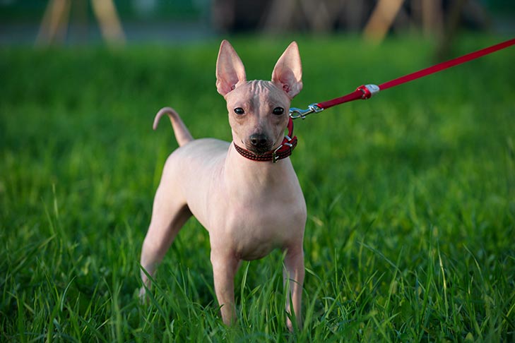 are rat terriers hairless