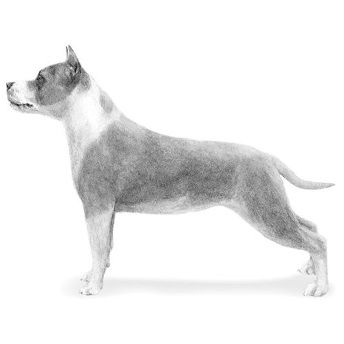 American Staffordshire Terrier vs Pitbull: Breed Guide