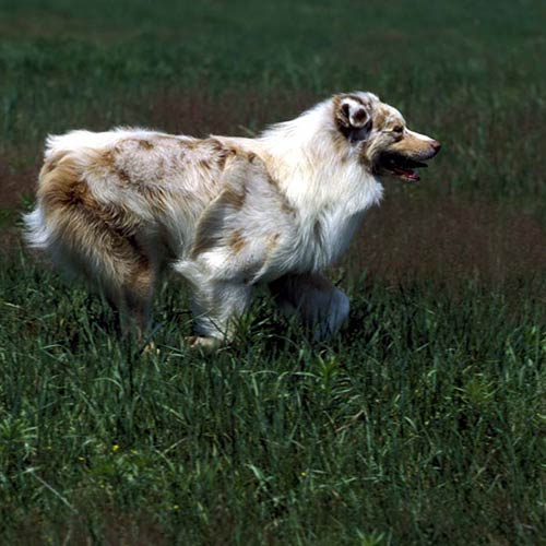 Australian Shepherd Dog Breed Information & Characteristics