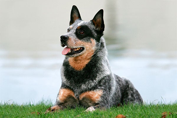 https://www.akc.org/wp-content/uploads/2017/11/Australian-Cattle-Dog-laying-down-in-the-grass.jpg