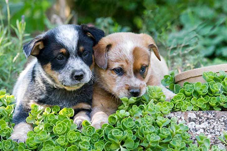 australian cattle dog corgi mix puppy