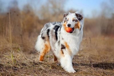 Australian Shepherd, Dog, Description, Summary, Temperament, & Facts