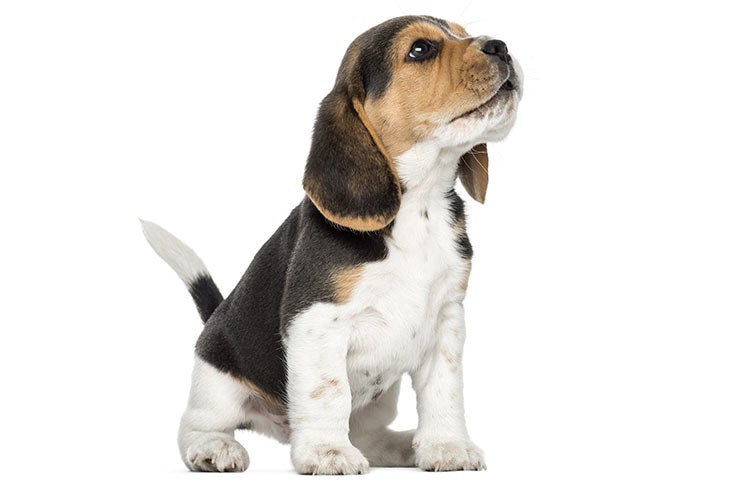 how small are beagles? 2