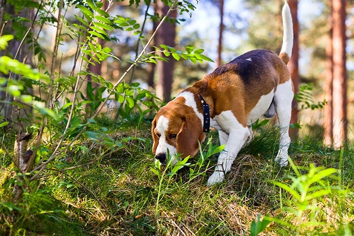can beagle dog hunt