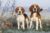 Beagles standing in a frosty field on a cold morning.