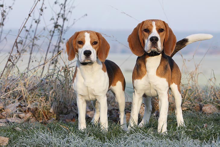 what was beagle breed for? 2