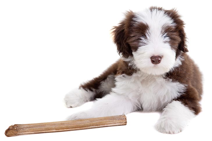 begaan bovenstaand Pekkadillo Bearded Collie Dog Breed Information