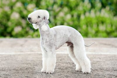 what is the difference between hypoallergenic and non allergenic dogs