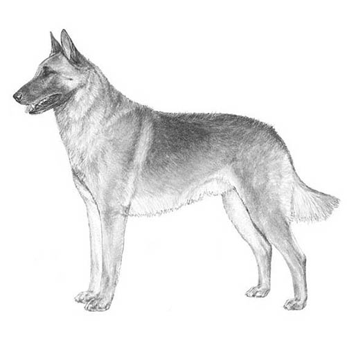 Malinois (chien) — Wikipédia