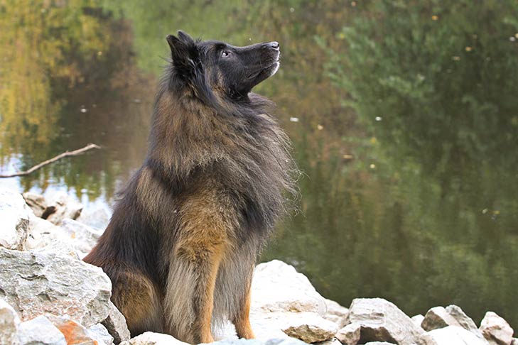 Study Measuring Canine Intelligence Ranks Smartest Breeds