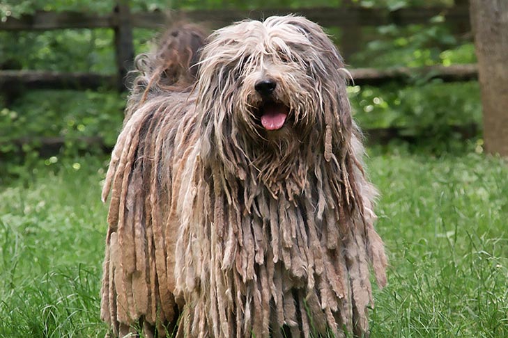 Mop Dogs: Know About This Rare Breed And How To Take Care Of Canine Breeds  With Tasseled, Coarse Coat