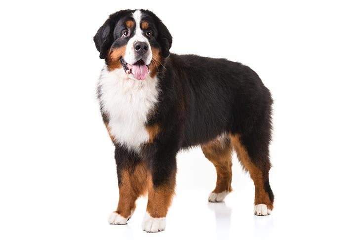 are bernese mountain dogs a giant breed