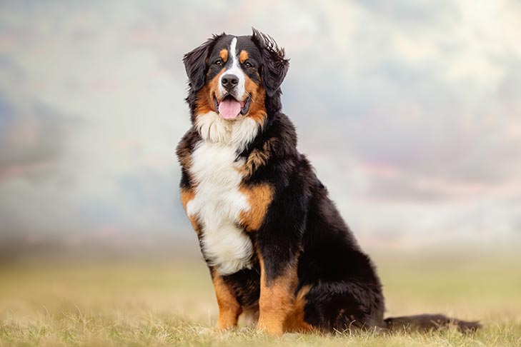 is a bernese mountain dog a hunting dog 2