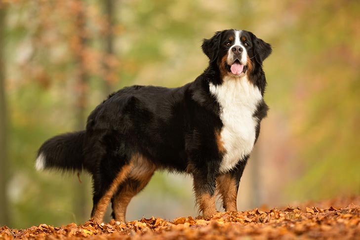 are farm dogs good house pets