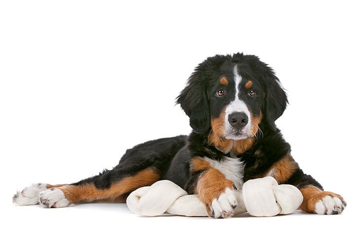 are bones safe for carolina dog puppies