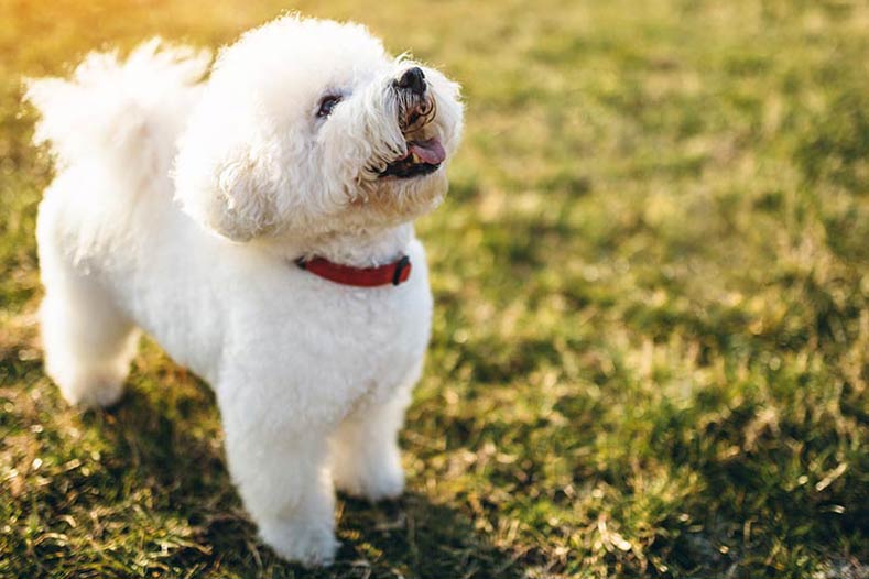best breeds for allergy sufferers