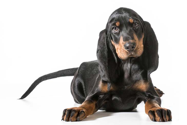 coonhound black and tan