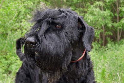 how do you groom black russian terrier