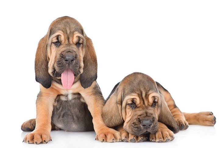 bloodhound beagle mix puppies