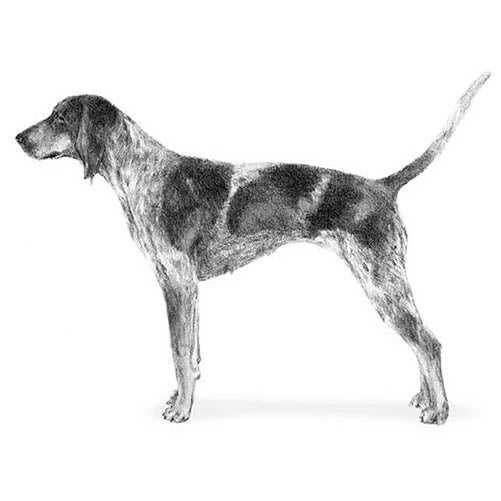 redtick english coonhound puppy