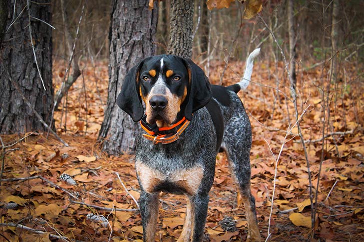 Bluetick Coonhound standing in the forest in Autumn.